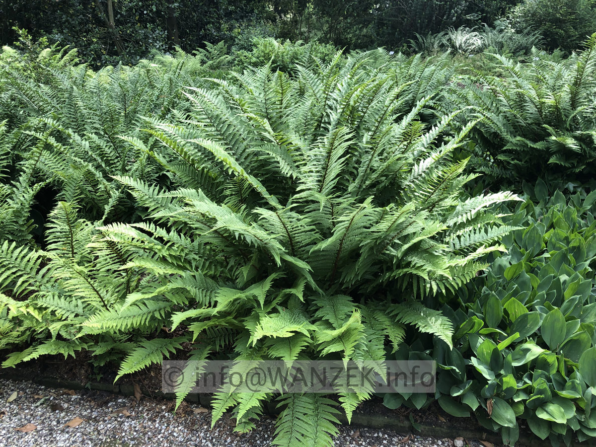 Dryopteris affinis stilupensis 002.JPG